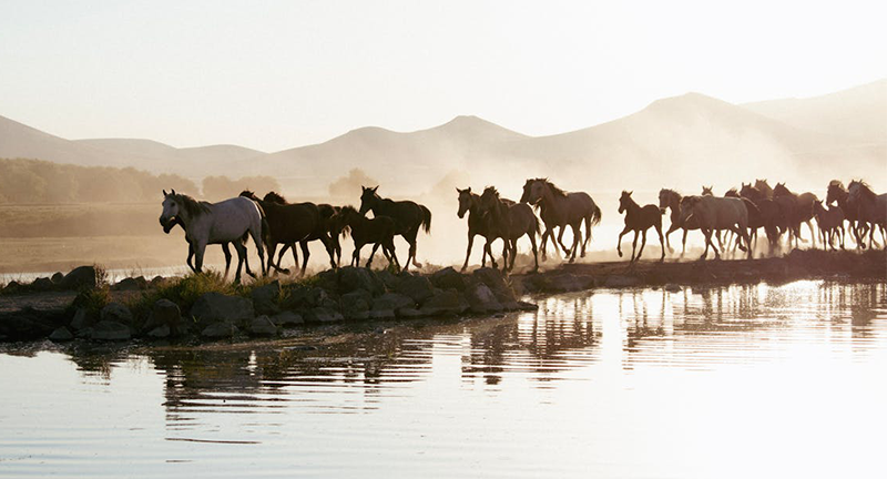 safari-google-adversing