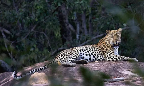 Big-Cave-Camp-leopard_2_amended