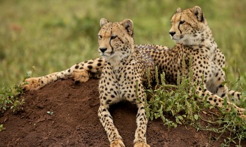 Cheetahs-in-Kafue-National-Park1