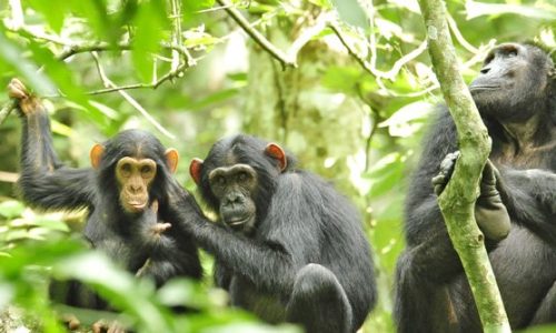 Chimpanzee-Trekking-and-Habituation-in-Kibale