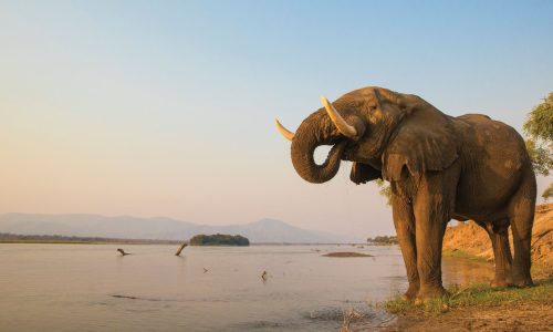Elephant-drinking-water-in-Mana-Pools-National-Park-Zimbabwe