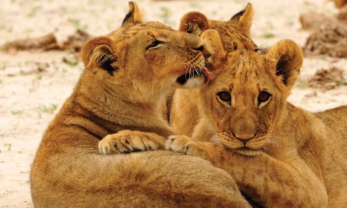 Lions-in-Hwange-National-Park