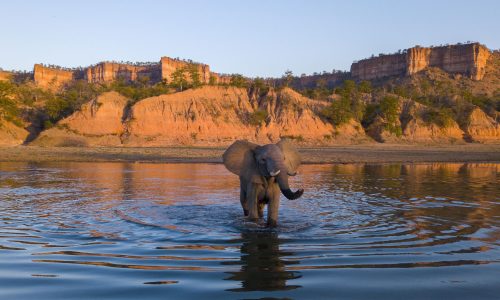 cropped-dji_0453_elephant-scaled-1