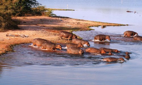 lake-kariba-safaris-tailor-made-safari-holidays-in-zimbabwe=402998-300