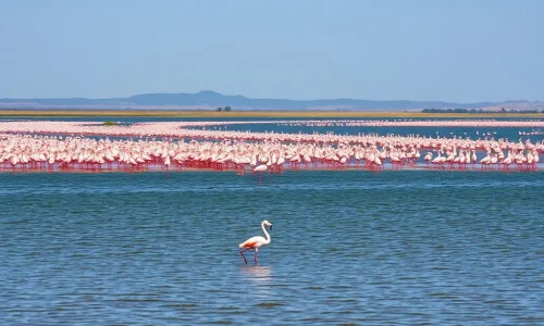 lake-nakuru-B_GFyH9W