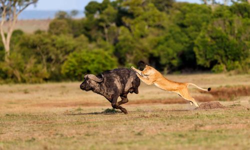 liuwa-plain-national-park